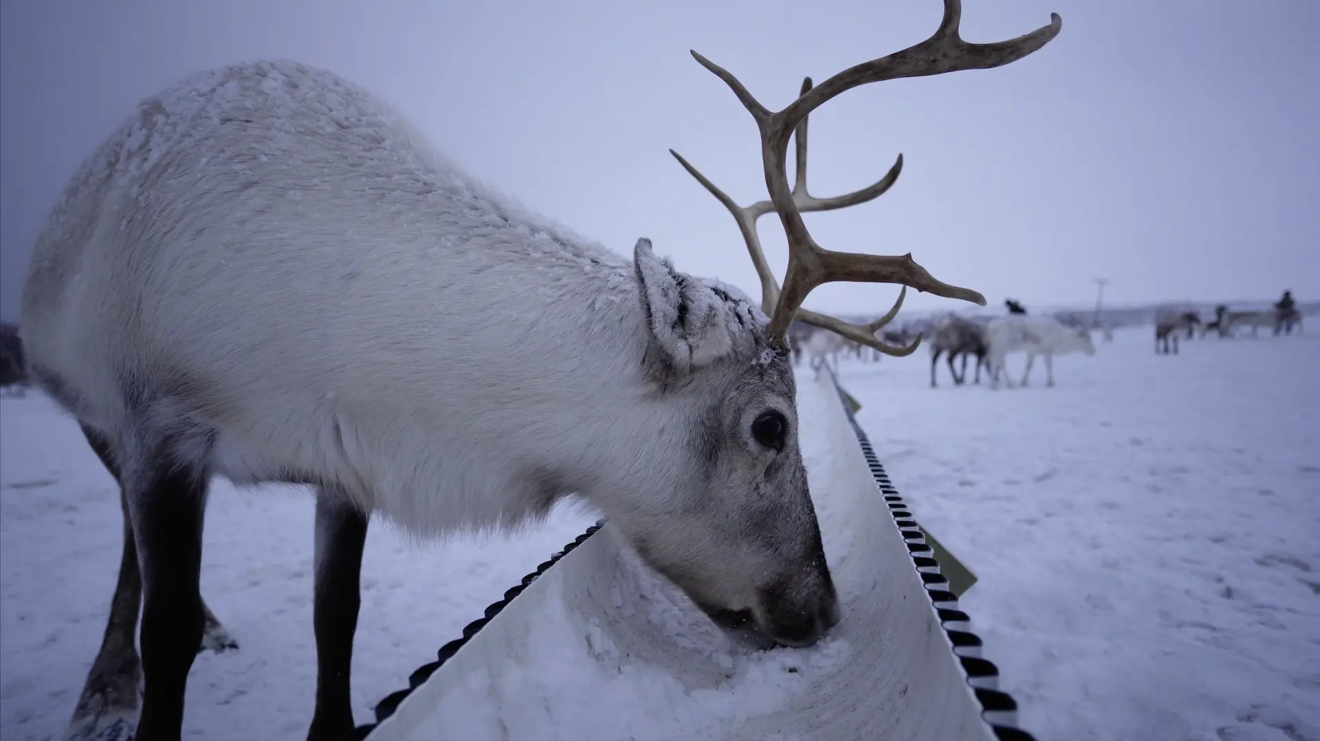 Sami Culture and Reindeer Experience